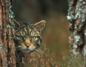 Scottish wildcat behind tree