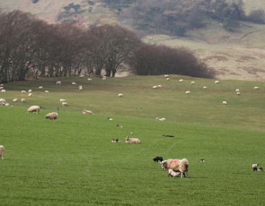 Sheep in field