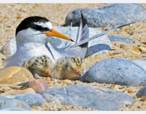 Little Tern and Chicks 