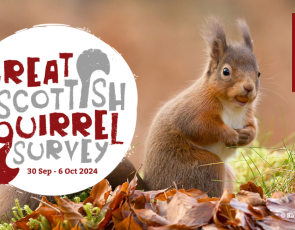 The Great Scottish Squirrel Survey is returning this Autumn 30 Sept - 6 October