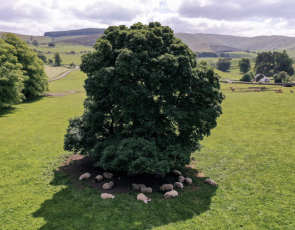 aerial picture of sheep rest under tree in shade