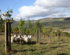 New plantation - Sheep in trees 