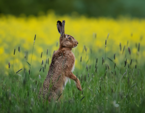 brown hare in rape seed field