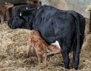 Suckler Calf