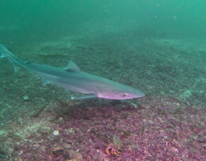 Tope shark - credit Orkney Skate Trust