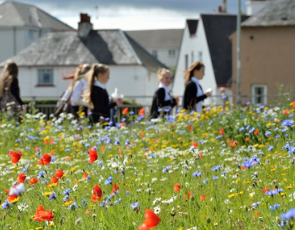 Wildflower meadow in Perth © Lorne Gill/SNH