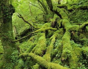 Moss covered tree roots