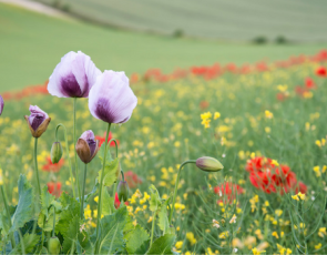 wild flowers