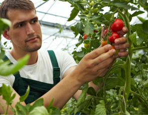 Young farmer looking at tomatoes