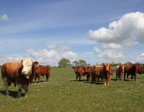 Cattle on Williamwood Farm, Scotland. Photographer - Matt Cartney. Crown Copyright.