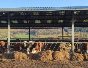 Cattle in farm building 