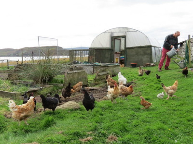 Man feeding chickens on croft 