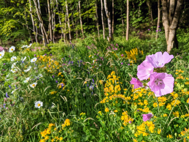 Woodland flowers