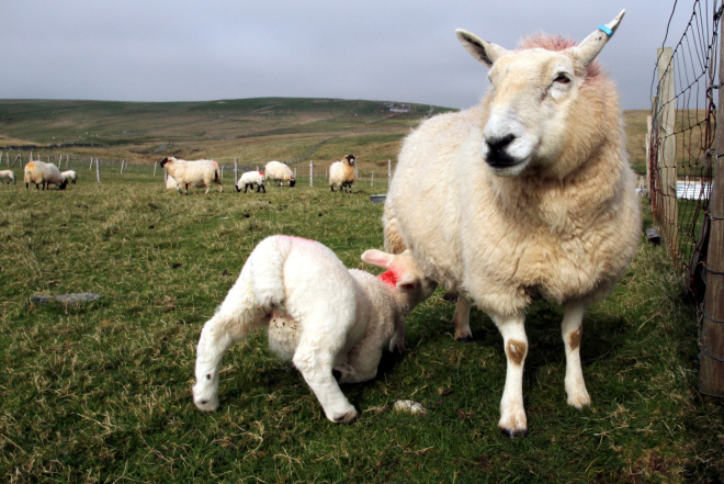 Feeding lamb at a croft on Lewis