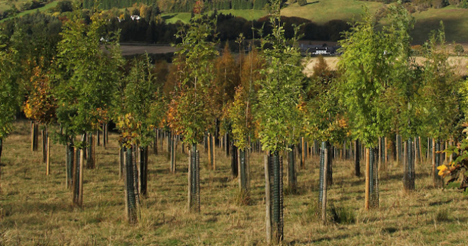 Planted trees