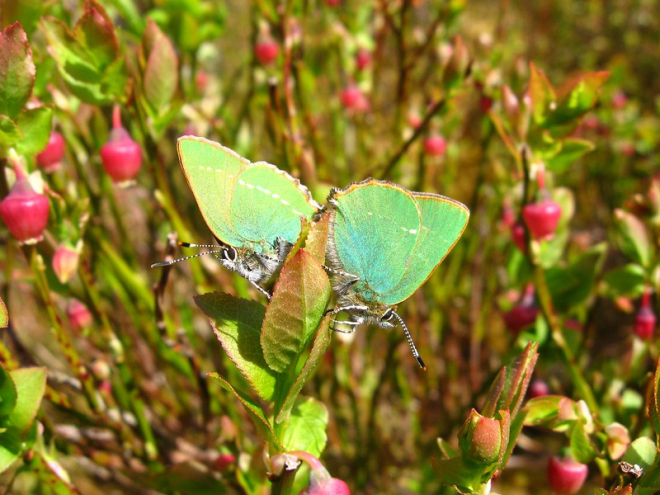 Two green butterflies on blaeberry bush