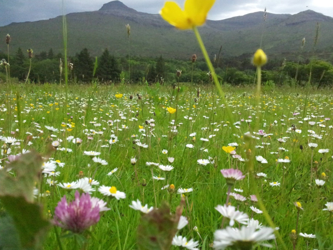 Wild flower meadow