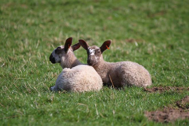 Lambs