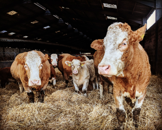 Cattle in shed