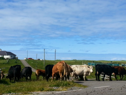 Cattle on the roadside in North Uist