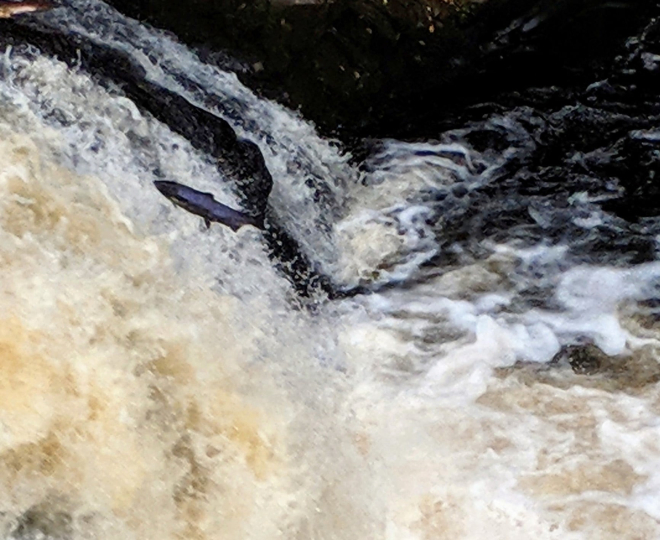 Salmon leaping in water