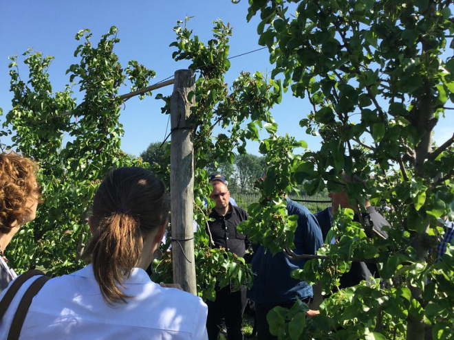 People looking and learning how to grow fruit