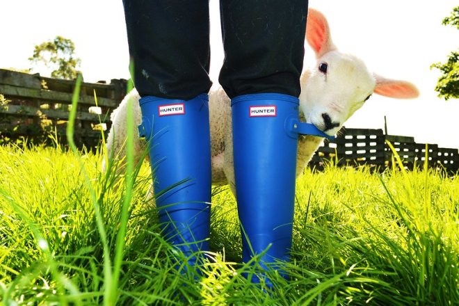 Lamb in field hiding behind farmers legs