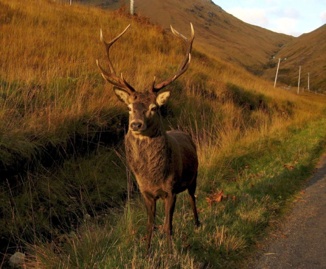 Stag in Glen Etive