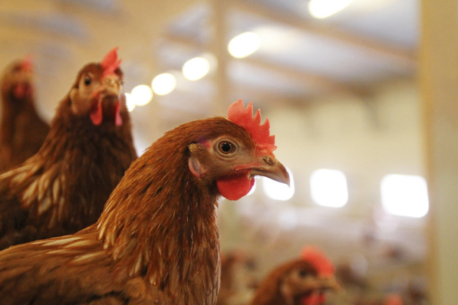 Close up of 3 brown chickens in shed