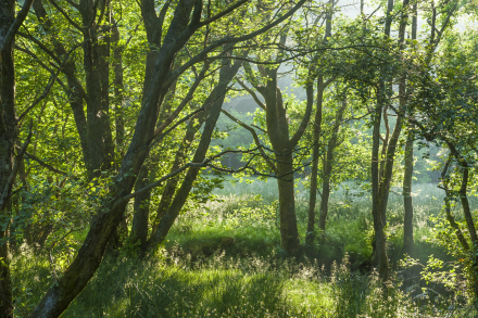 Alders below Lendrick hill, Glen Finglas