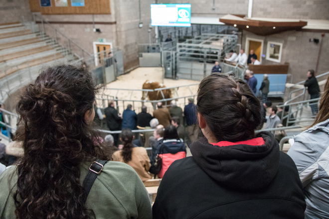 Livestock sales and farmers at United Auctions - the Stirling Agriculture Centre