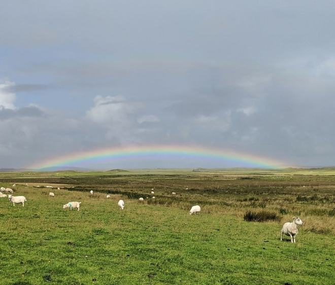 Rainbow over field of sheep 