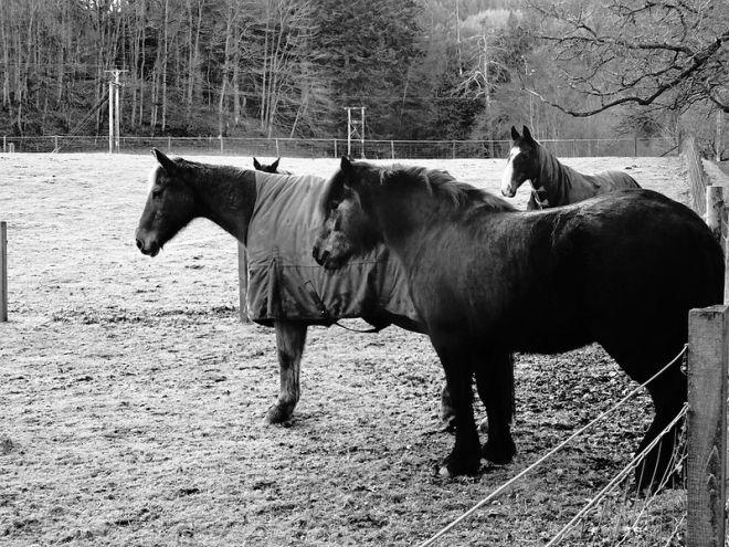 Black and white picture of 4 horses standing in a wintery field