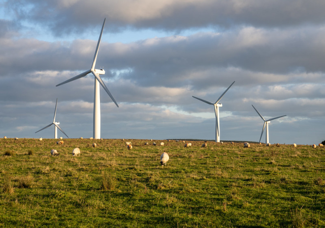 Field of grazing sheep with four wind turbines behind