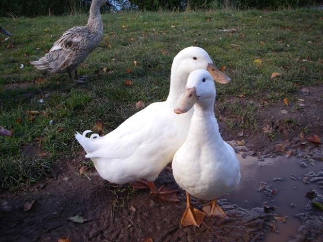 Two white ducks