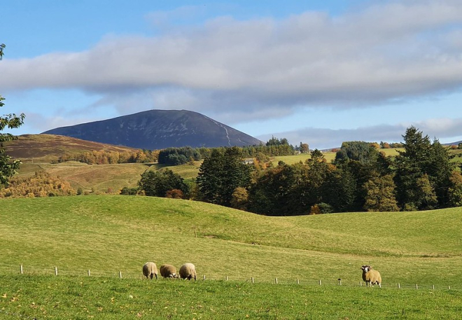 Sheep and view