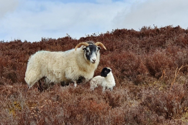 Sheep and lamb in bracken