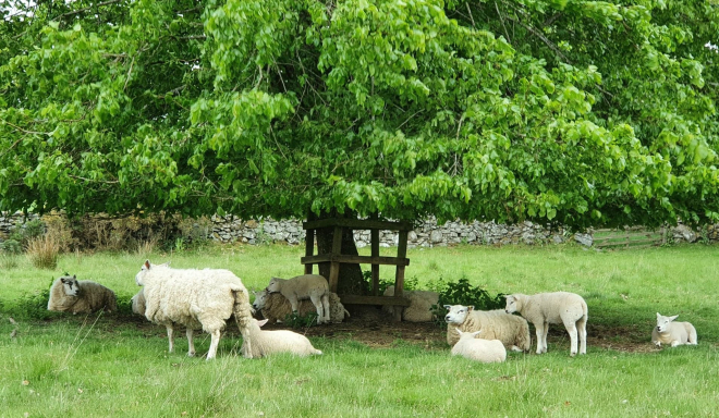 Sheep sheltering under a tree