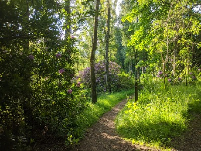 Footpath through woods