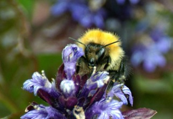 Bee on flower