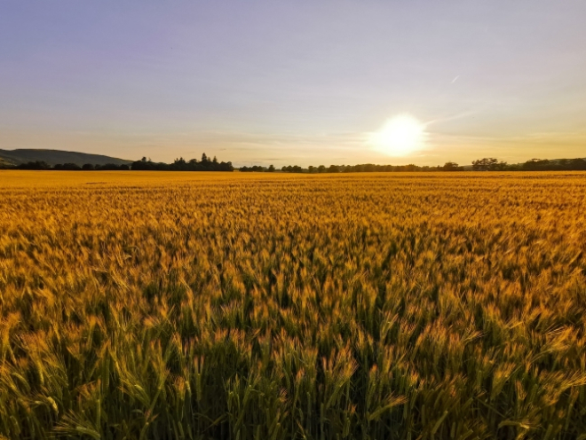 Field with low sun