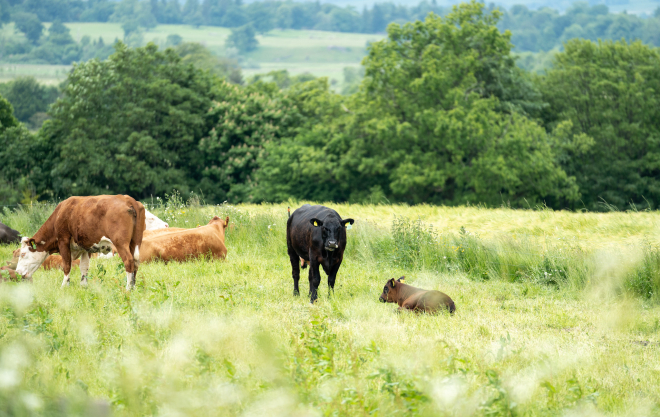 Cattle in field 