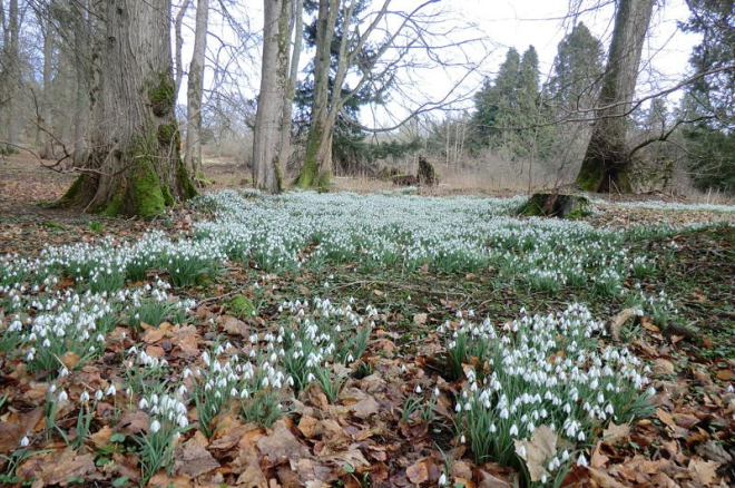 Blanket of snowdrops under trees in wood