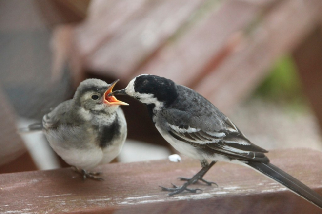 Wagtail chick being fed by parent