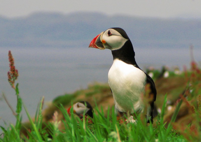 Atlantic Puffin on the Isle of Staffa