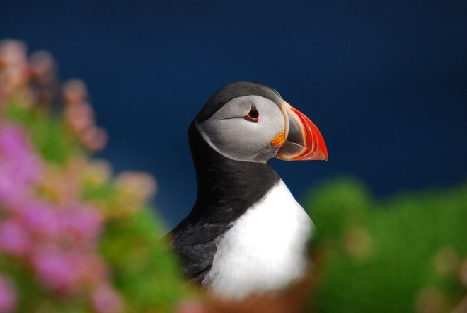 Puffin