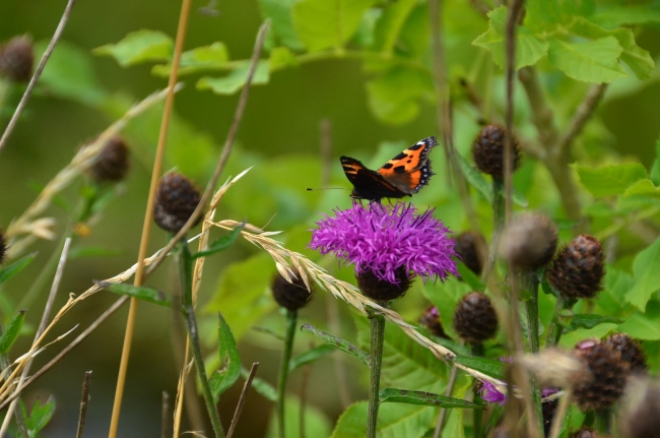 Butterfly landing on flower 