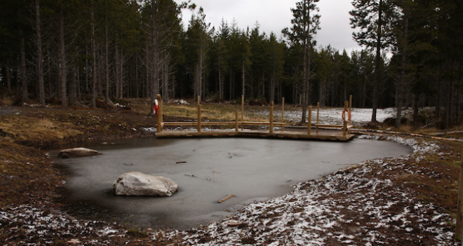 woodland with lochan