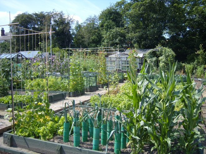 Allotment style gardens