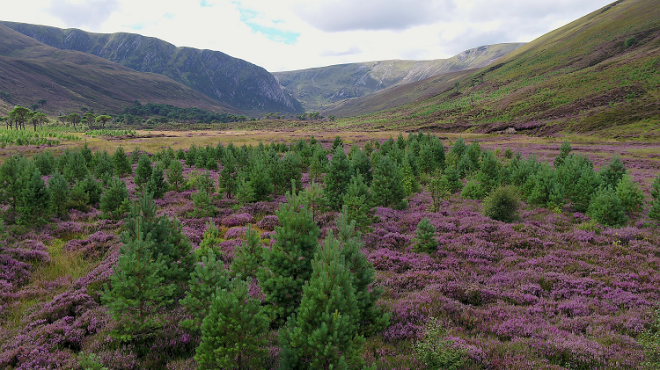 Alladale wilderness reserve- Calendonian pinewood restoration Credit: NatureScot